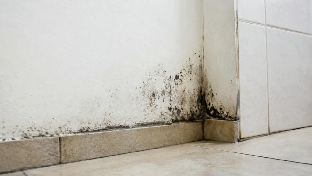 Black mold growth on the corner of a white wall and tiled floor.