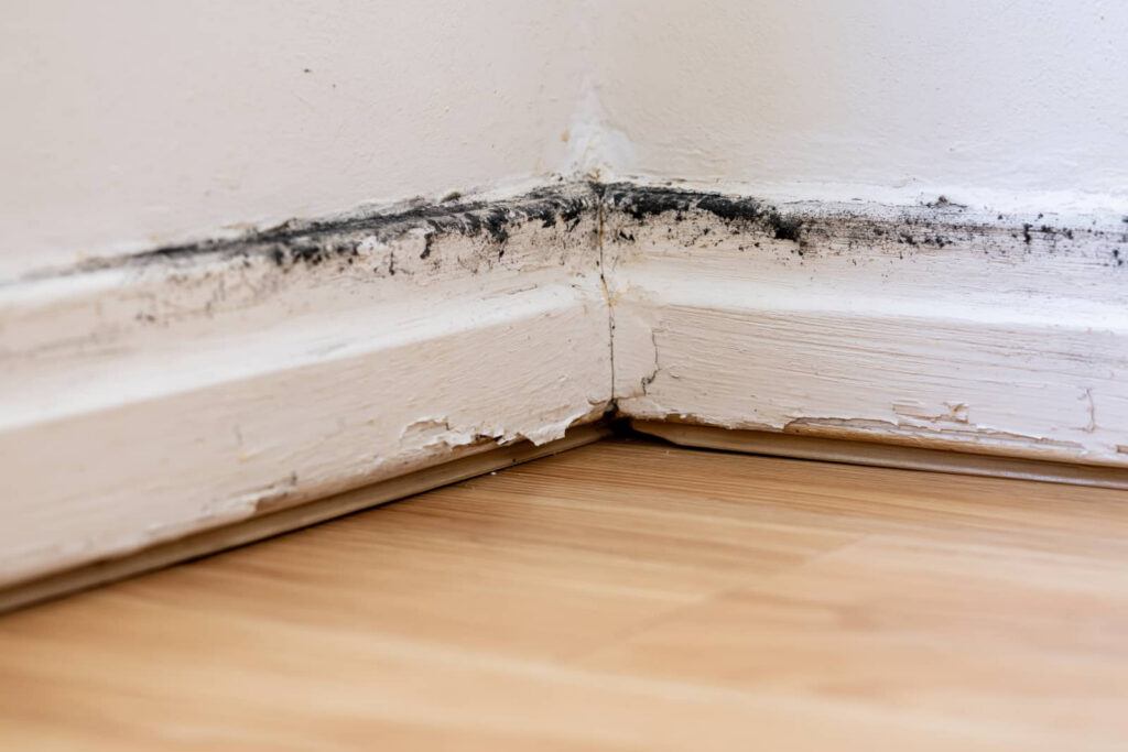 Mold along a damaged baseboard corner.