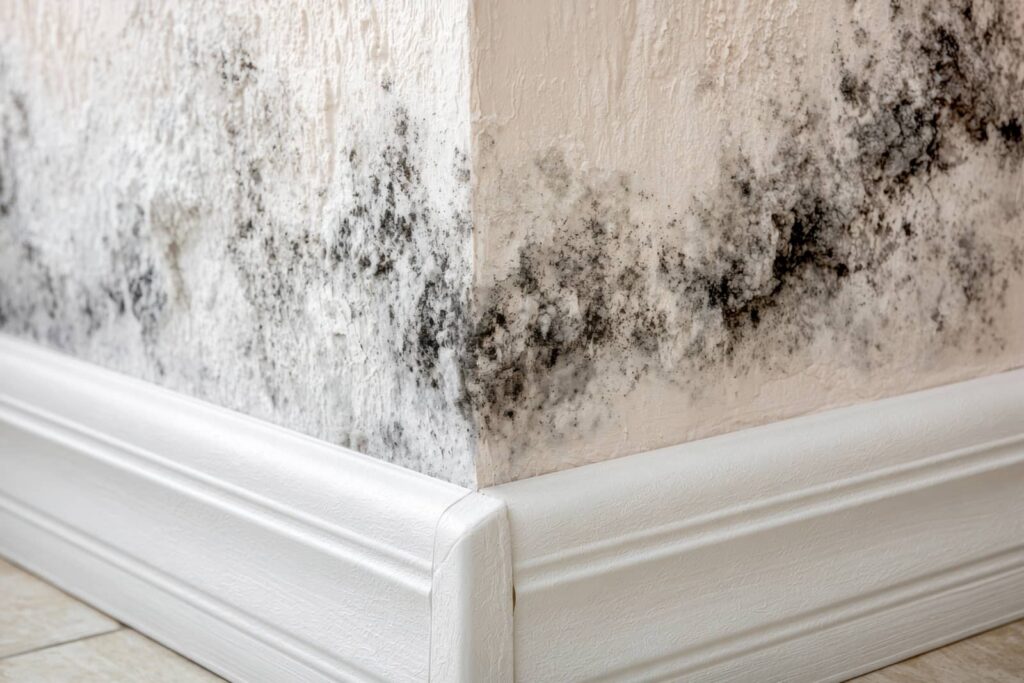 Mold growing on a wall above white baseboard trim.