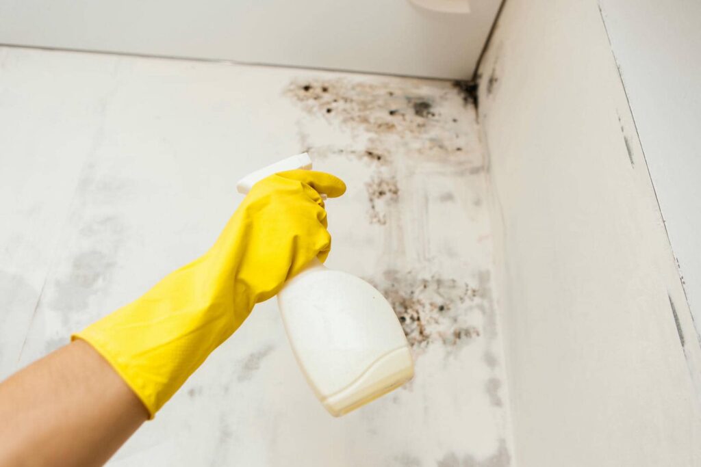 Effective Water Extraction Methods for Mold Cleanup