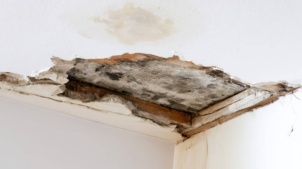 Water-damaged ceiling with mold and peeling plaster.