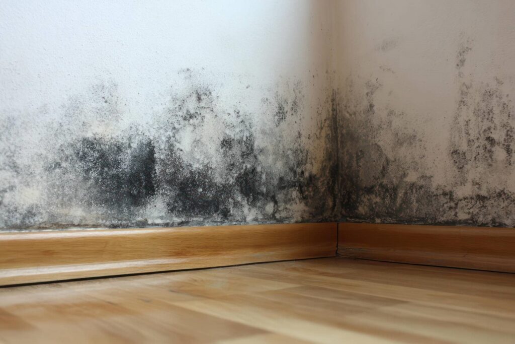 Black mold growth on white walls near wooden baseboards in a room corner.