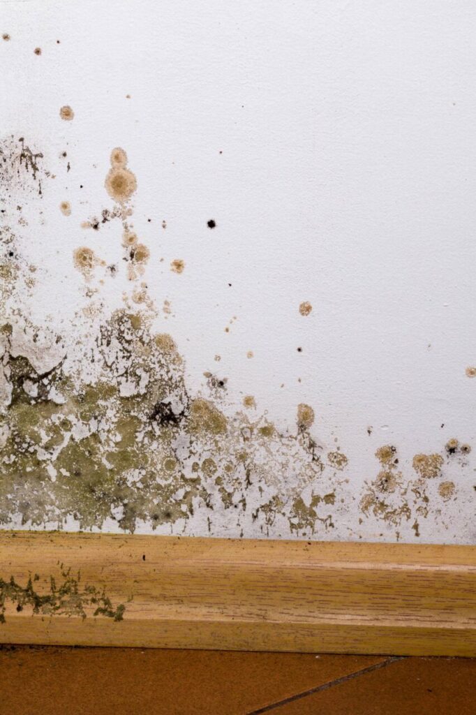 Top 3 Mold Prevention Strategies After Water Damage