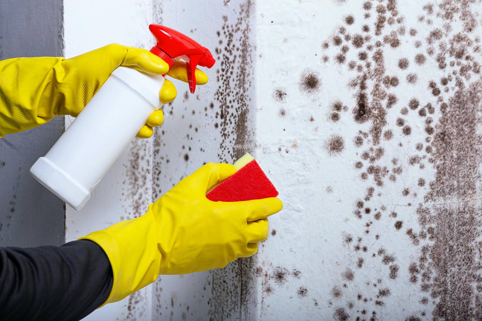 Top Water Extraction Methods for Mold Issues | DRYFY Restoration