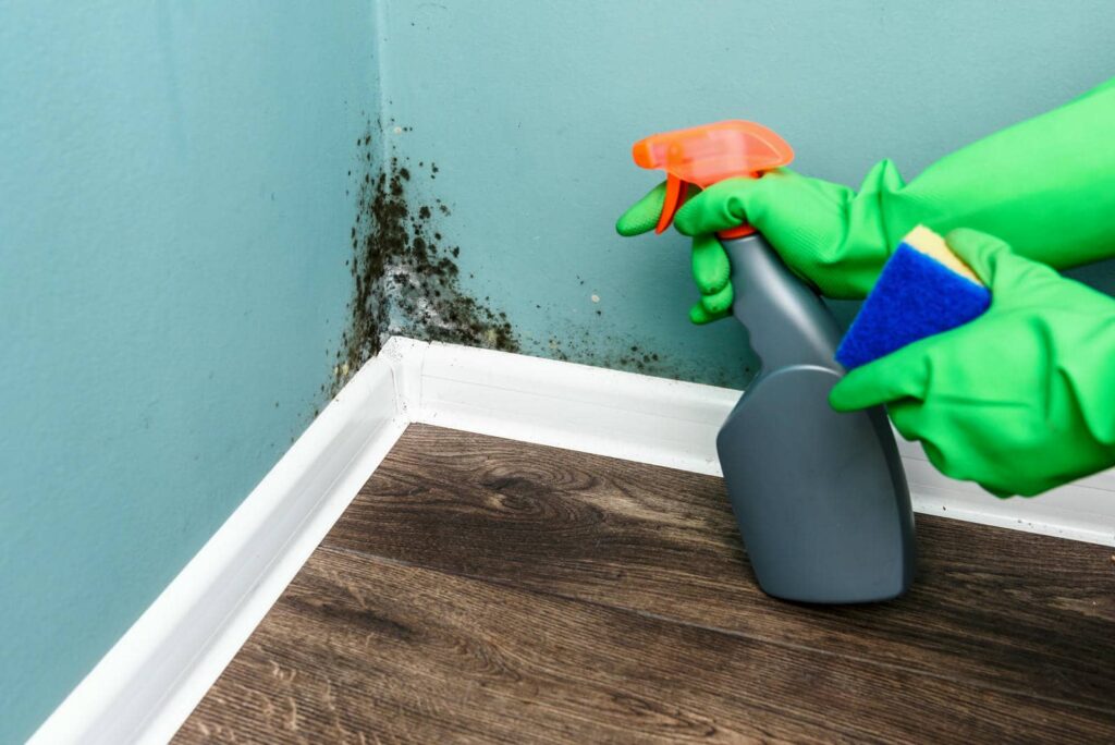 What Are Comprehensive Mold Remediation Services?