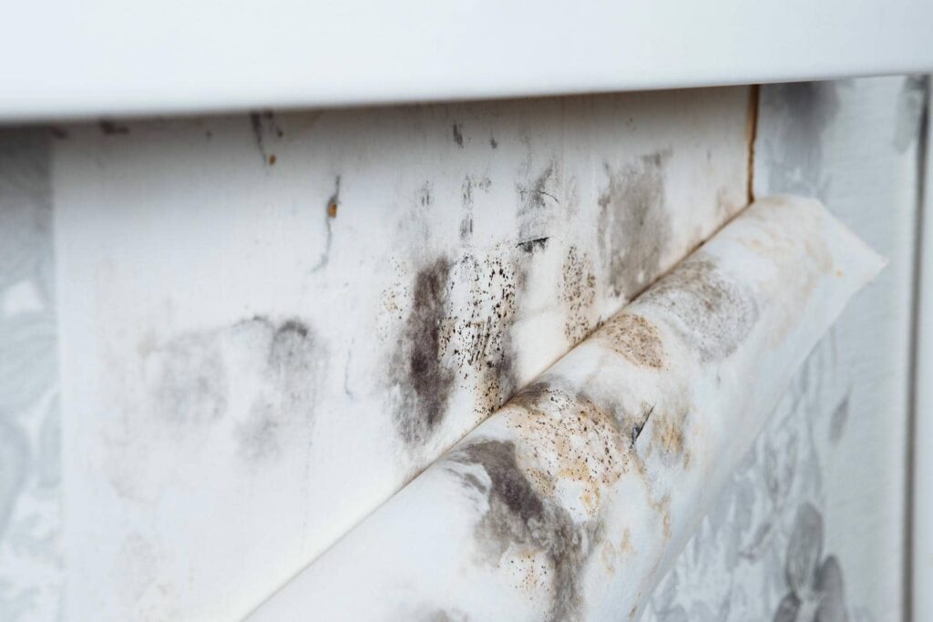 What Does Professional Mold Remediation Assess?