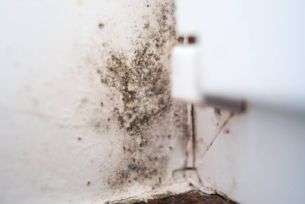 Mold growing on a white wall corner.